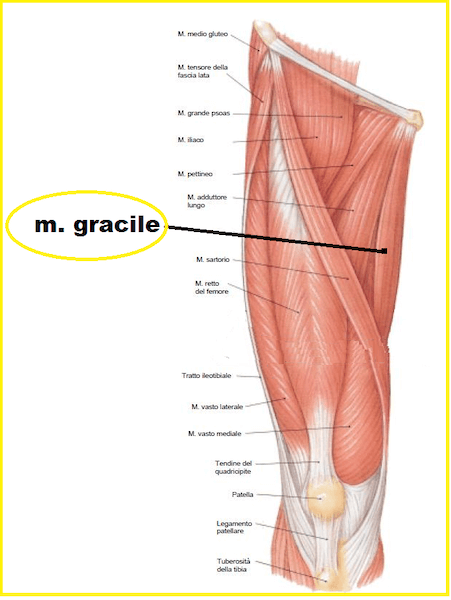 Muscolo gracile