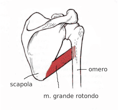 Muscolo grande rotondo