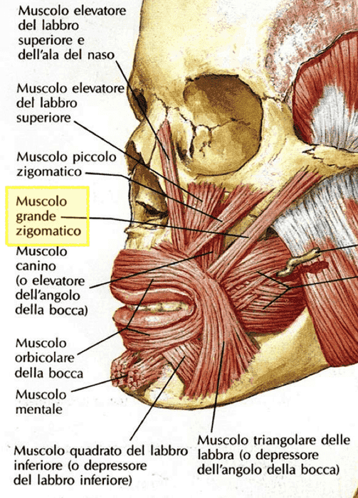 Muscolo grande zigomatico