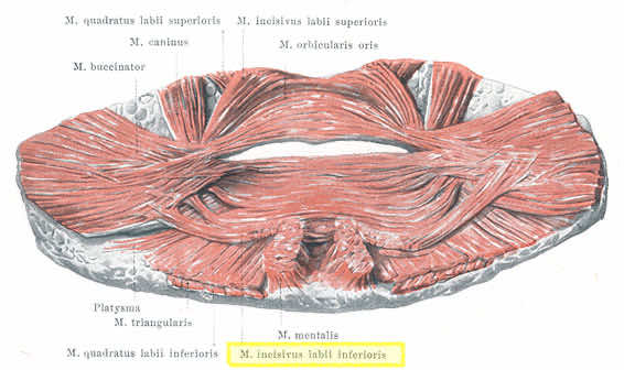 Muscolo incisivo del labbro inferiore