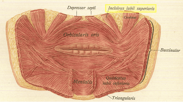 Muscolo incisivo del labbro superiore
