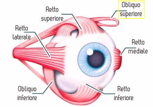 Muscolo obliquo superiore