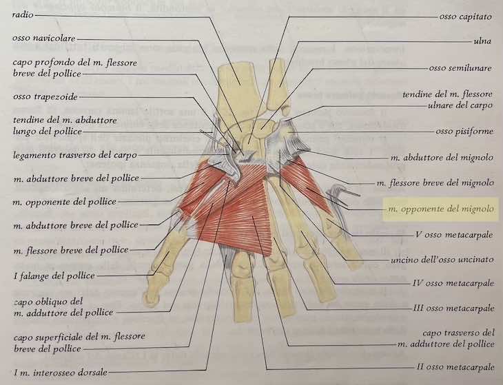 Muscolo opponente del mignolo