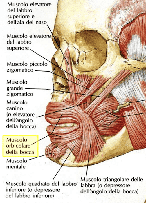 Muscolo orbicolare della bocca
