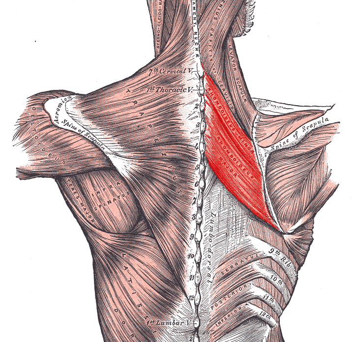 Muscolo piccolo romboide e muscolo grande romboide