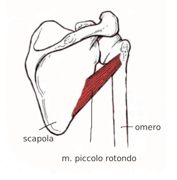 Muscolo piccolo rotondo