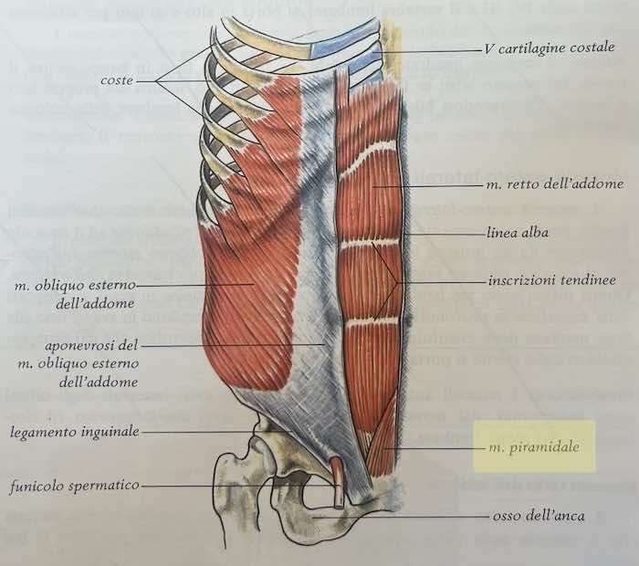 Muscolo piramidale