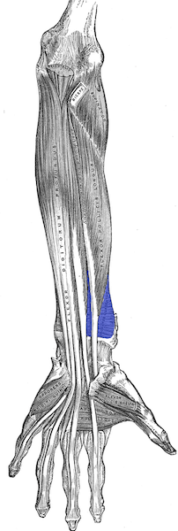 Muscolo pronatore quadrato