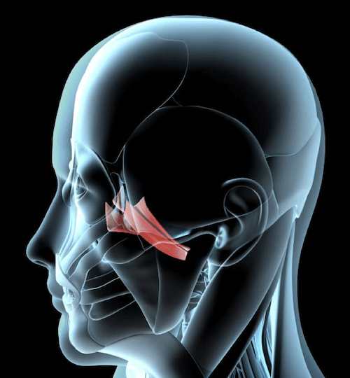 Posizione del Muscolo Pterigoideo Laterale