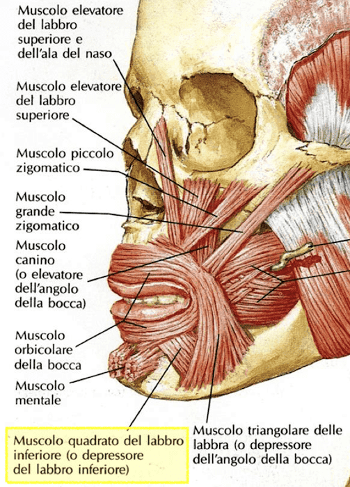 Muscolo quadrato del labbro inferiore