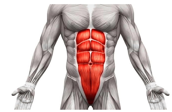 Muscolo Retto dell'Addome