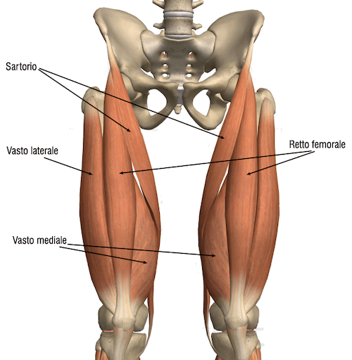 Muscolo sartorio
