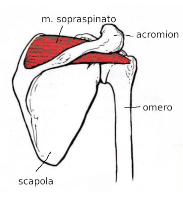 Muscolo sopraspinato