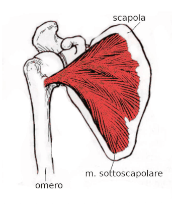 Muscolo sottoscapolare