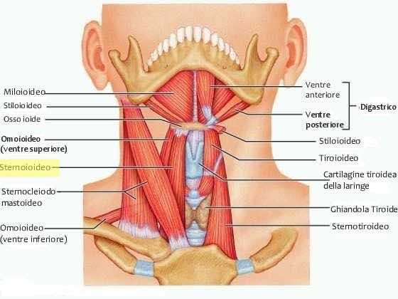 Muscolo sternoioideo