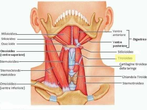 Muscolo tiroioideo