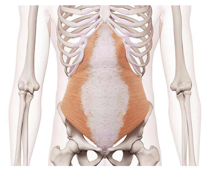 Muscolo Trasverso dell’Addome