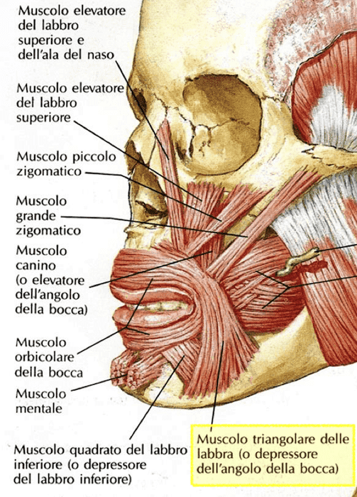 Muscolo triangolare delle labbra