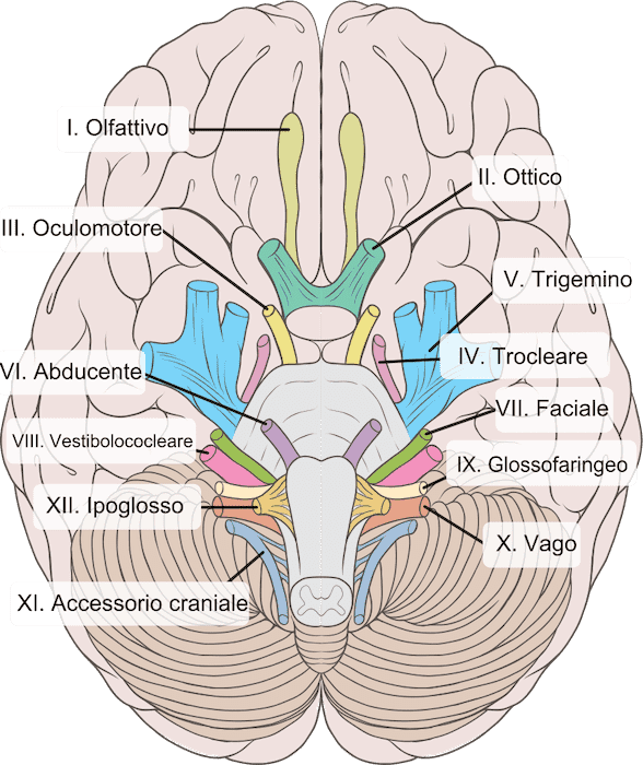 Nervi cranici 12 paia