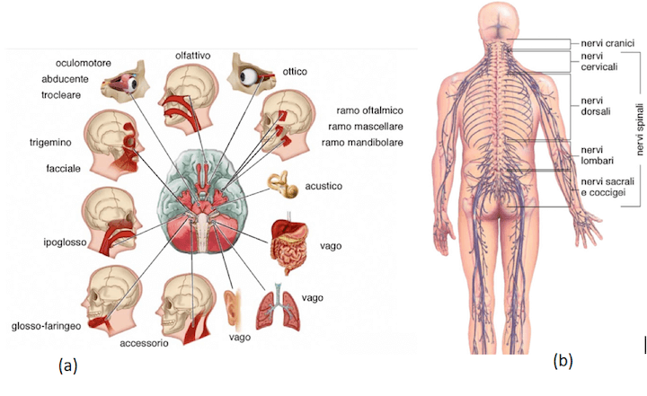 Nervi cranici e nervi spinali