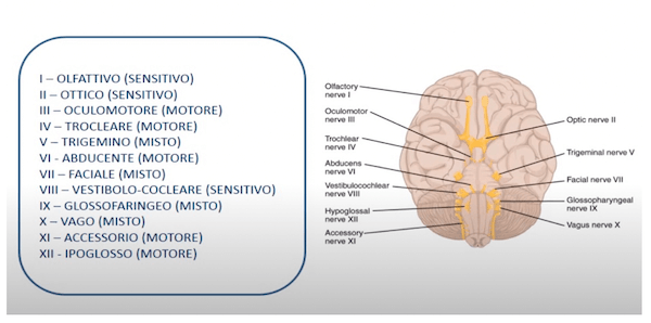 Nervi cranici