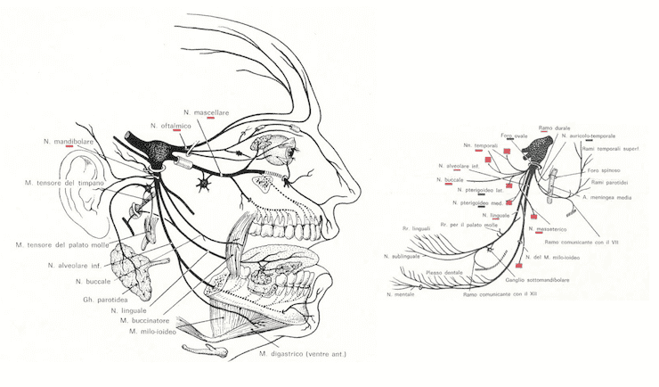 Nervo mandibolare