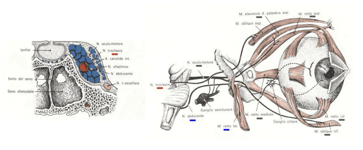 Nervo trocleare