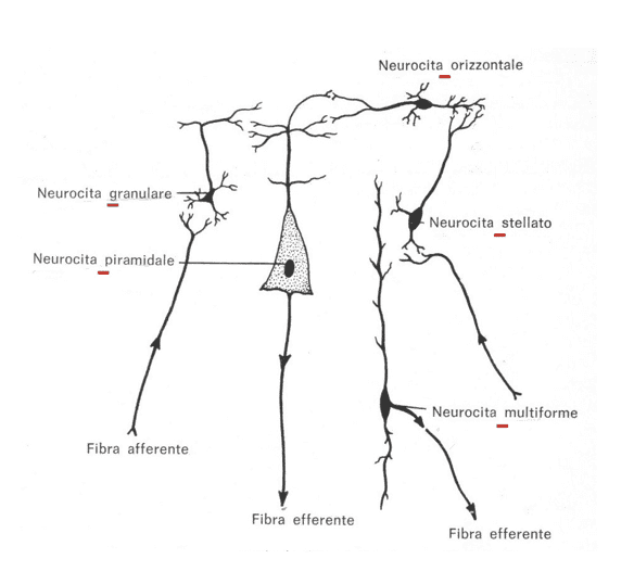 Neurociti corticali