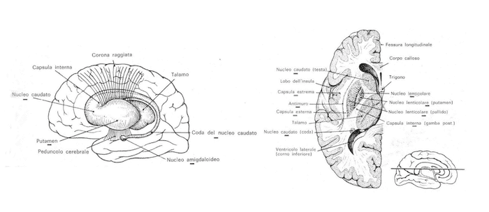 Nuclei della base telencefalo
