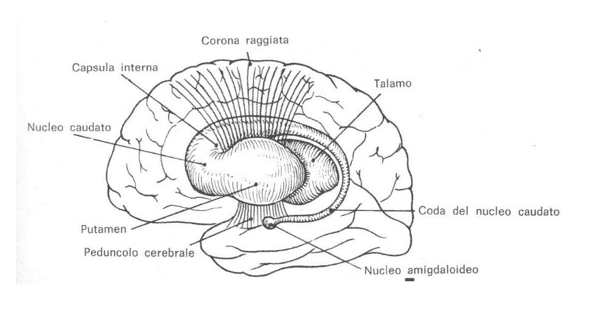 Nuclei della base