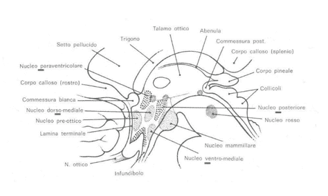 Nuclei ipotalamici