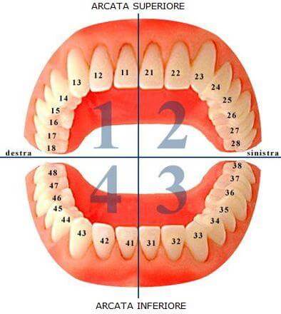 numerazione dei denti