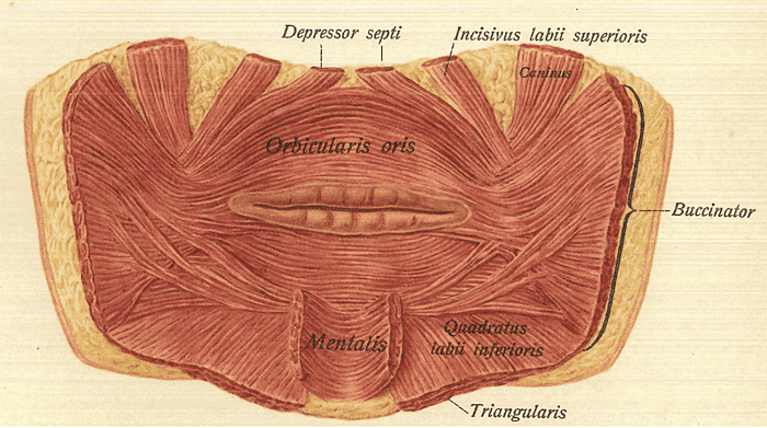 Muscolo orbicolare della bocca, visione frontale