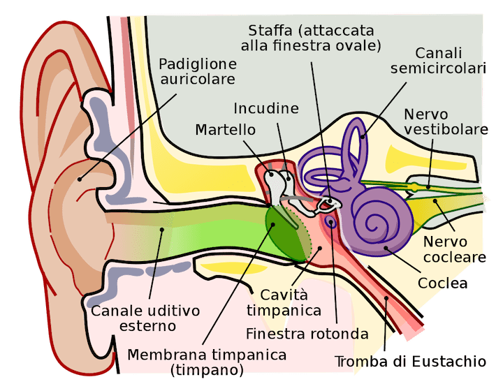 Anatomia dell'orecchio