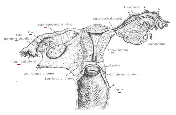 Organi apparato genitale femminile