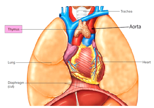 Organi che riempiono la Cavità Toracica