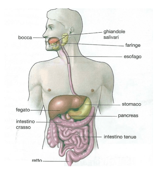 Organi dell'apparato digerente