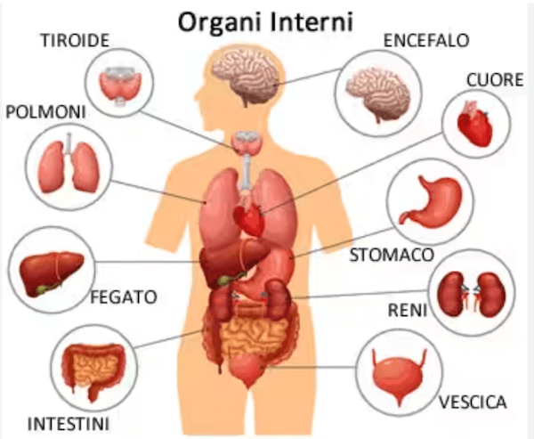 Organi interni del corpo umano