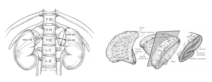 Organi surrenali