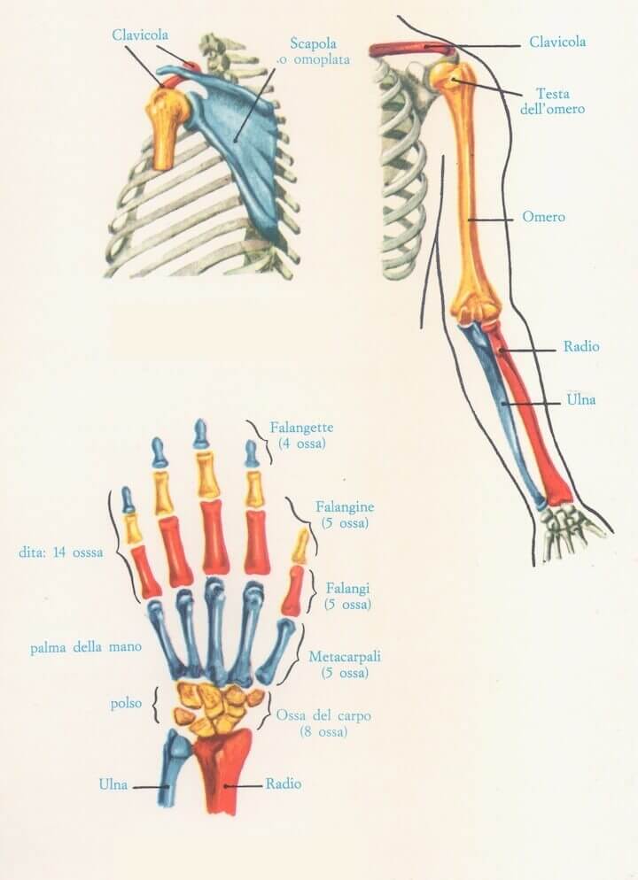 Ossa dell'arto superiore.