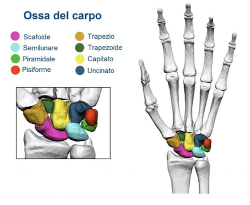 Ossa carpali