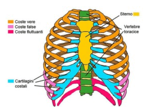Ossa che compongono la Gabbia Toracica