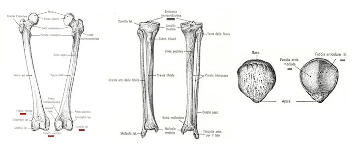Ossa coinvolte nell'articolazione del ginocchio