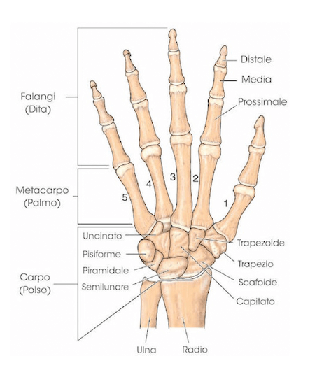 Ossa del corpo umano