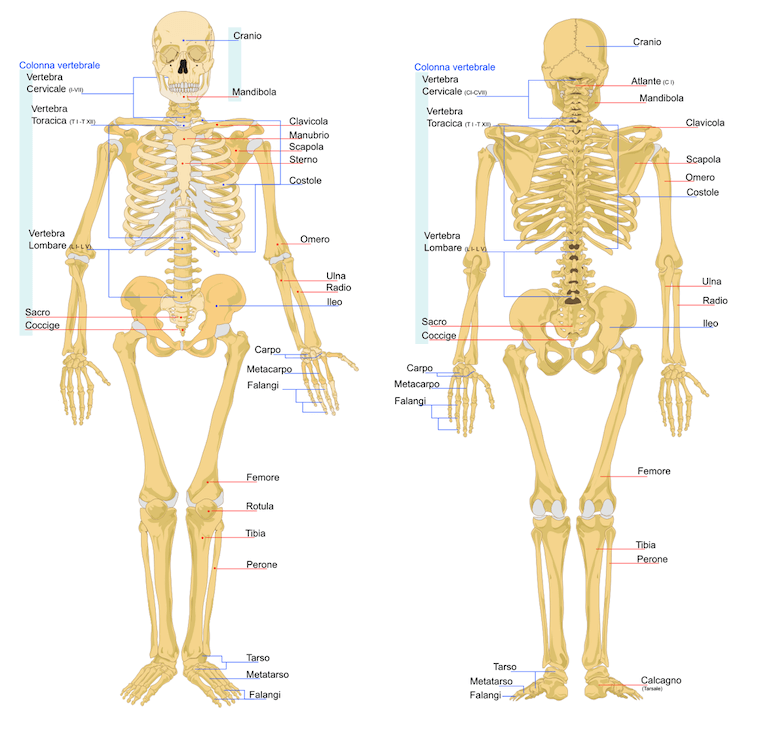 Scheletro (anatomia umana) - Wikipedia