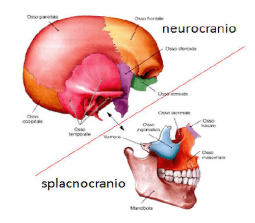 Ossa che compongono il Neurocranio e lo Splancnocranio