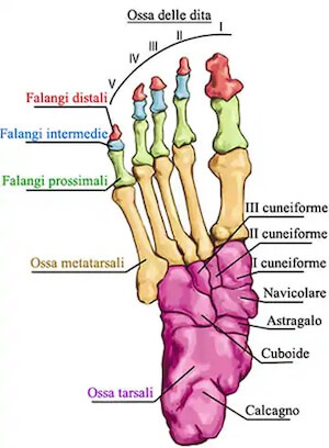 ossa del Tarso