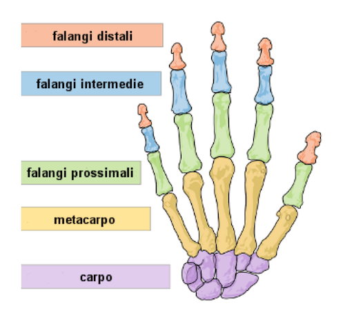 Ossa della Mano