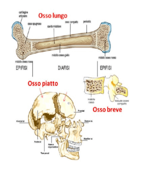 Ossa lunghe, piatte e corte