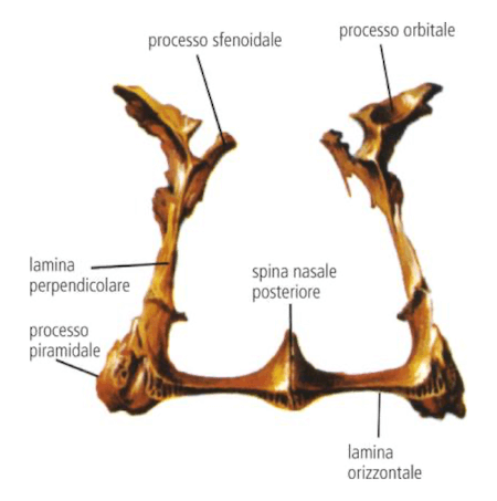 Ossa palatine